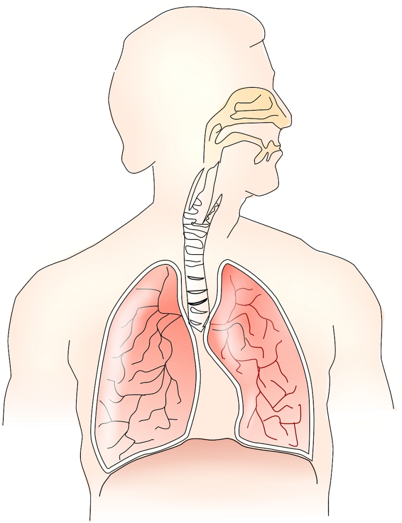 Anatomie des Atmungssystems, Quelle pixabay.com