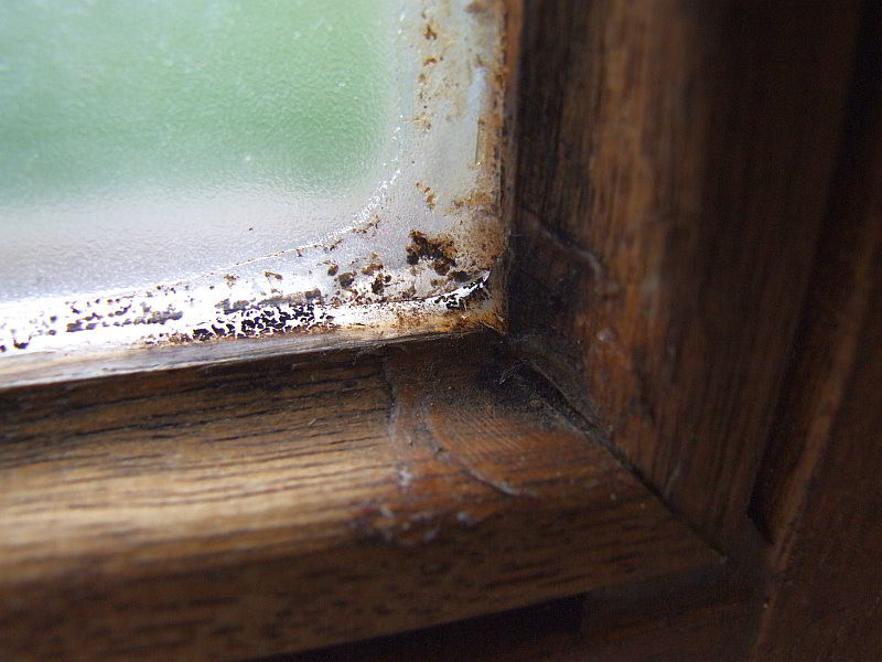 Schimmelbefall auf Holzfensterrahmen, wahrscheinlich auf Lasur